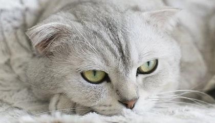 玖玖图库-当期结果速查-核验中心(新手友好)，玖玖图文广告